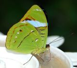 Common Olivewing