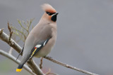 Waxwing