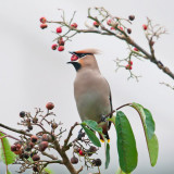 Waxwing