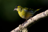 Siskin