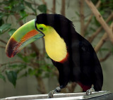 A Toucan