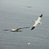 <B>No Air Traffic Control Here</b>