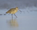 Marbled Godwit, Hilton Head Island, SC, 10/10/12