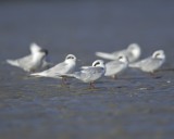 Forsters Tern, Hilton Head Island, SC, 10/10/12