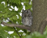 Screech Owl, Magee Marsh, May, 2012