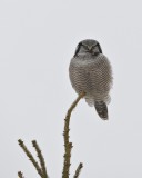 Northern Hawk Owl, Michigan, 2013