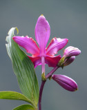 Orquidea en Waynapichu.jpg