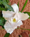 Orquidea Sobralia macrantha