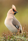 Waxwing