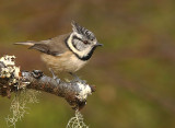 Crested Tit