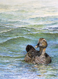 Common Eider.jpg