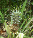 Ananas Comosus