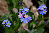Forget-me-not's.