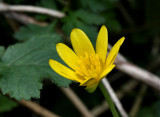 Celandine.