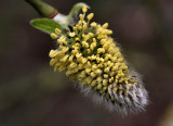 Pussy Willow.
