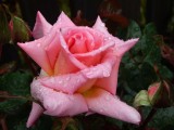 Pink Rose 2