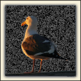Whom Among Us Knows A Seagull's Mind?