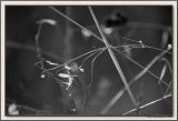 Abstract Toward Sunset B&W