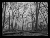 branches against the sky - brent