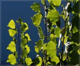 Leafy Greens - Zin