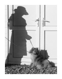 1st Place, C204 Complementary Shadows: Walking the dog - Colin