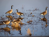 Geese Arrive for Spring-Shirley