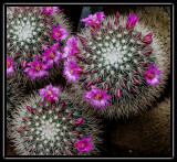cactus flowers - brent
