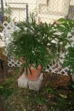 Lady Palm