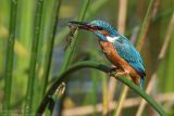 Martin pcheur - Common Kingfisher