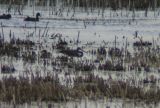 Tricolored Heron, Monroe County, MI