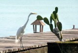 Grande Aigrette