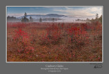 Cranberry Glades AM 1.jpg