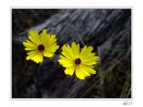 Coreopsis.jpg