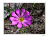 Bartams Swamp Pink Gentian.jpg