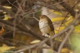 Grive  dos olive (Swainsons Thrush)