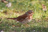 Bruant fauve (Fox Sparrow) 