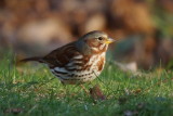 Bruant fauve (Fox Sparrow) 