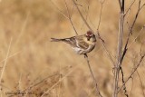Sizerin flammé (Common Redpoll)