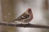 Sizerin flammé (Common Redpoll)