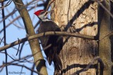 Grand Pic (Pileated Woodpecker)