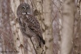 Chouette lapone (Great Gray owl) 