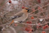 Jaseur boréal (Bohemian Waxwing)