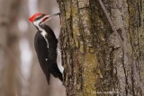 Grand Pic (Pileated Woodpecker)