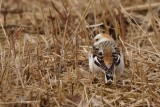 Plectrophane des neiges (Snow Bunting)