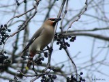 Jaseur boréal (Bohemian Waxwing)