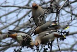 Jaseur boréal (Bohemian Waxwing)