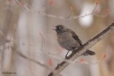 Quiscale rouilleux (Rusty Blackbird)