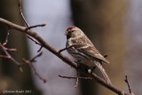 Sizerin flammé (Common Redpoll)