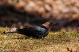 Vacher  tte brune (Brown-headed Cowbird) 