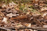Bruant fauve (Fox Sparrow)
